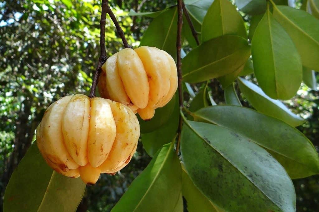 Garcinia Cambogia For Weight Loss