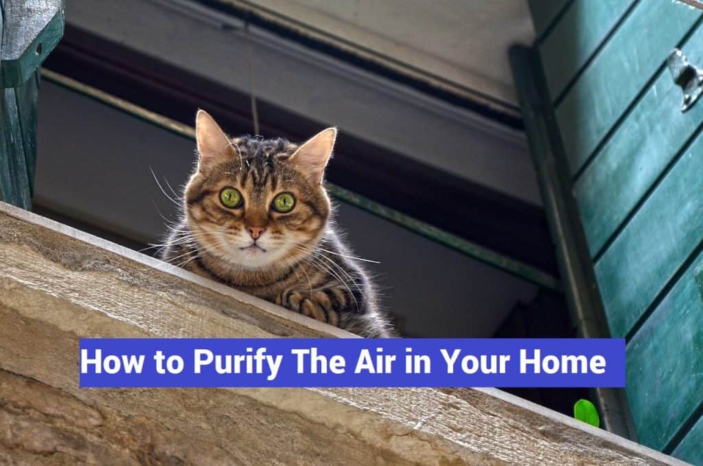 how to purify the air in your home